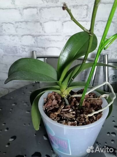 Орхидея фаленопсис мультифлора