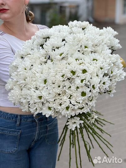 Кустовая хризантема, белая