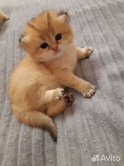 Котятки шиншиллы