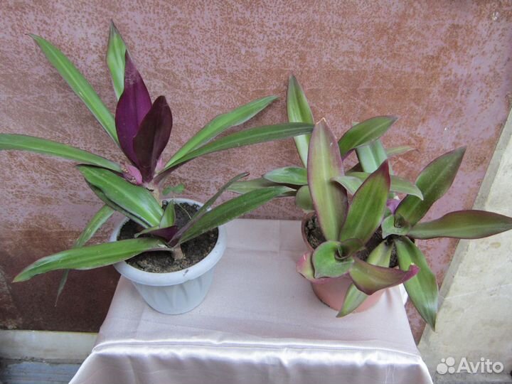 Алоэ,кактус,рэо,молочай,герань