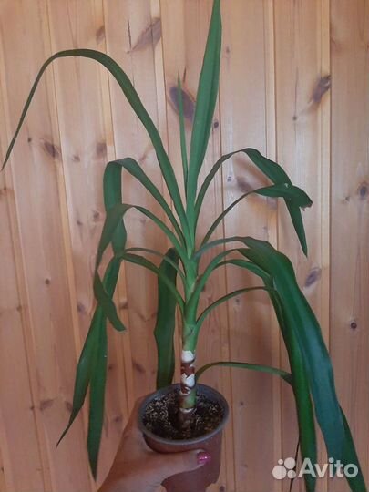 Ахименесы и другие