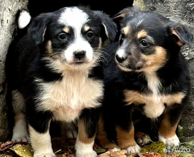 Очень красивые щенки
