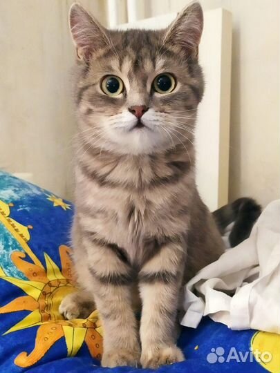 Кошка ищет дом