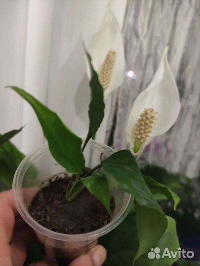 Алоэ, агава, декабрист, ростки и взрослые растения