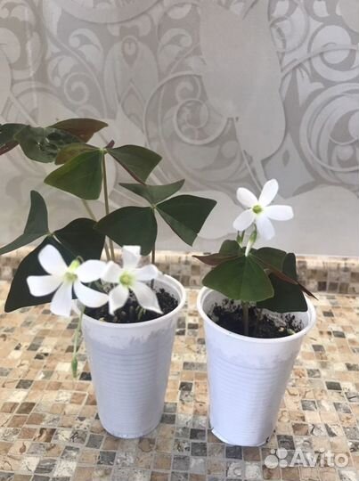 Комнатные растения: кислица(Оксалисы)