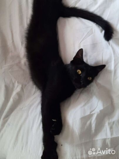 Игорёк котик в добрые руки