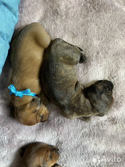 Карликовая такса щенки