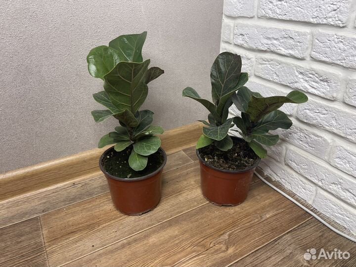 Фикус лирата бамбино комнатные цветы