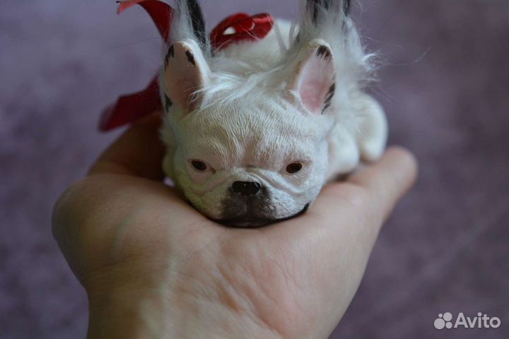 Французский бульдог