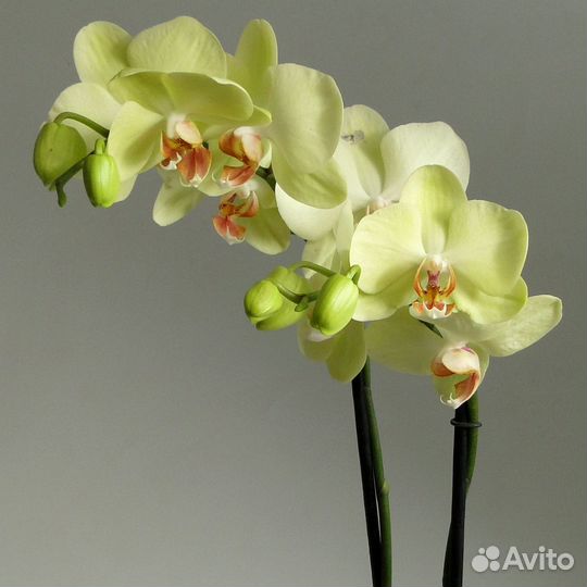 Орхидея фаленопсис