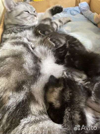 Отдам котят в хорошие руки