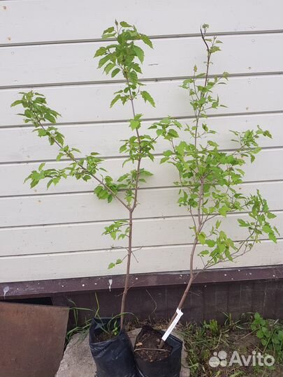 Саженцы декоративных растений