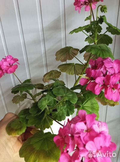 Спатифиллум