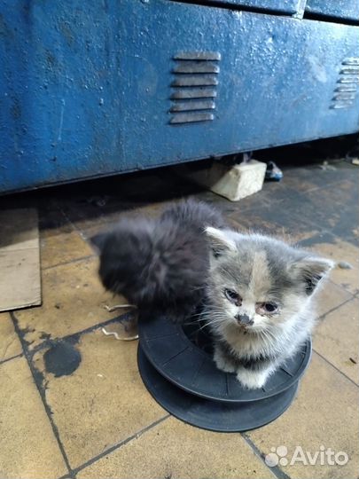 Котята в добрые руки даром бесплатно