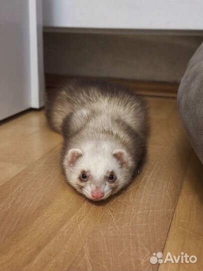 Домашний хорек