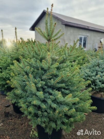 Ель пышная Глаука саженцы