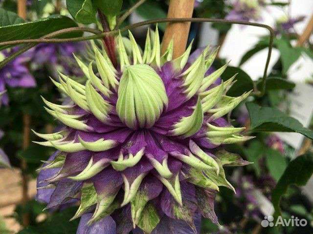 Клематисы. Весна 2023