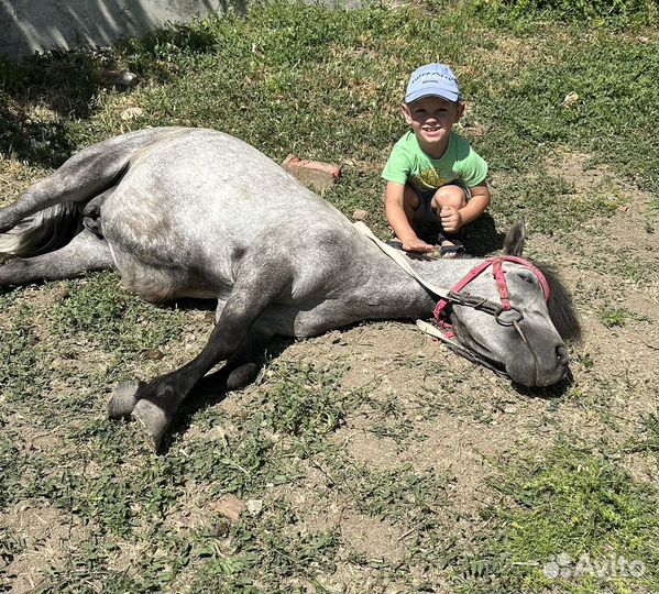 Пони с жеребенком