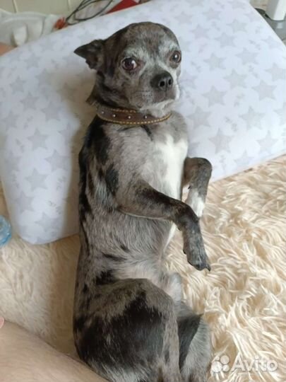 Маленькая собака чихуахуа