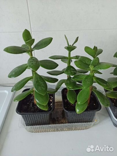 Денежное дерево (толстянка крассула)
