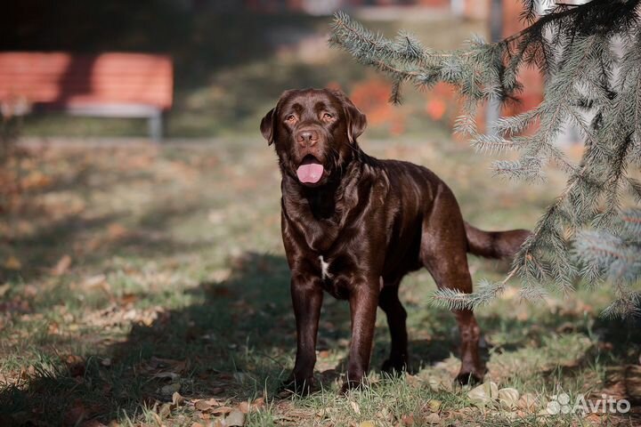 Лабрадор вязка кобель