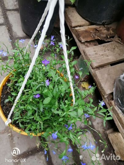 Лобелия ампельная