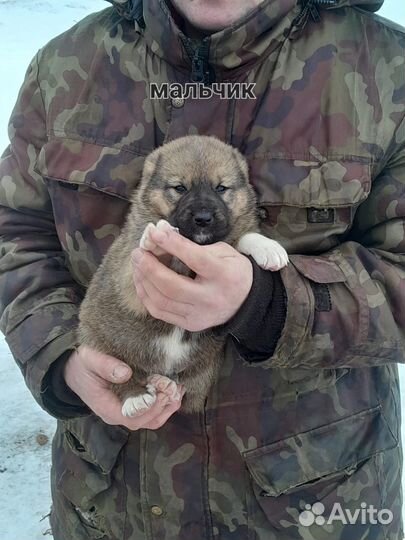 Собака алабай