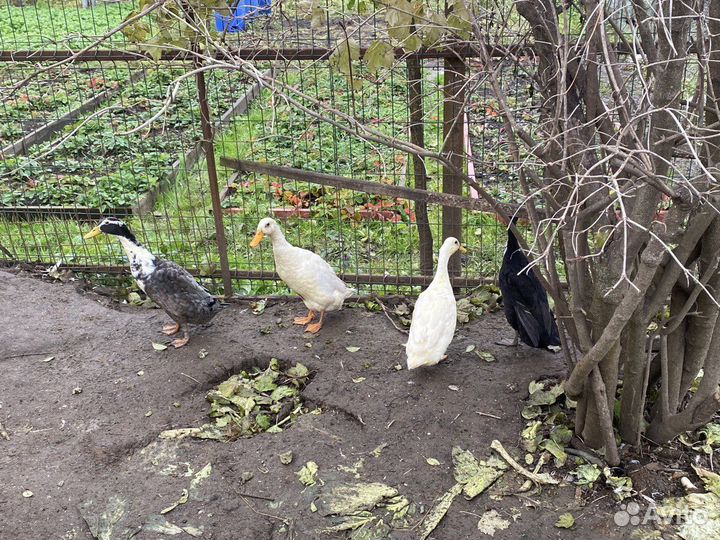 Утки индийский бегунок