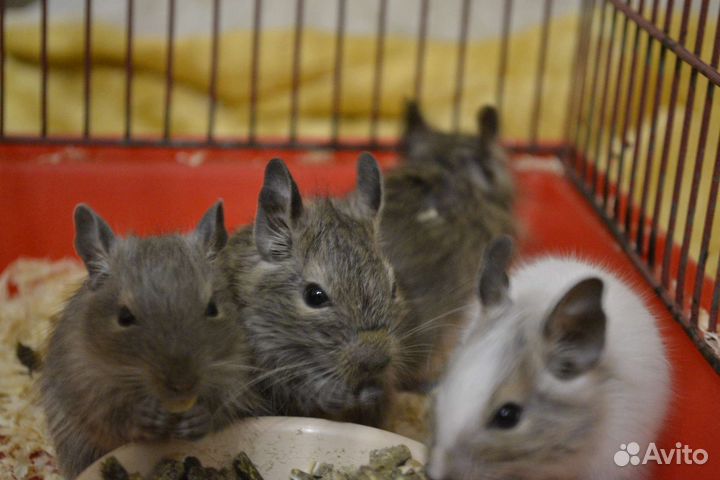 Цветные дегу