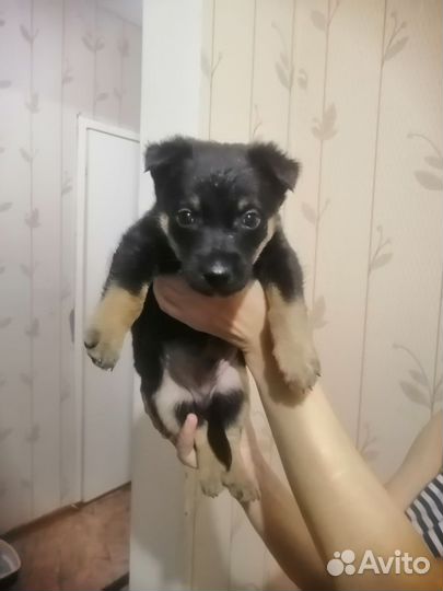 Щенок мальчик 1,5 месяца