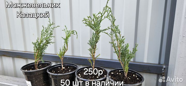 Можжевельник