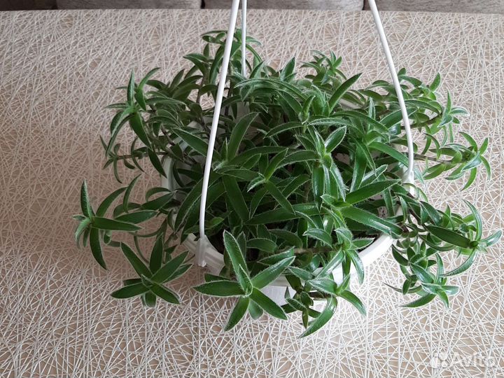 Традесканция