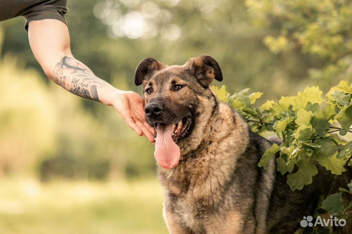 Чивас ищет дом