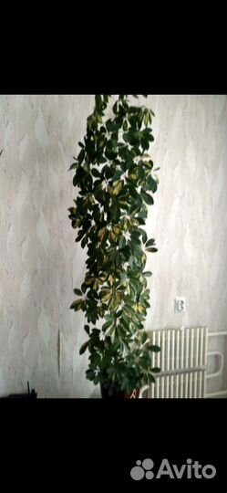 Шефлера вариегатная огромная