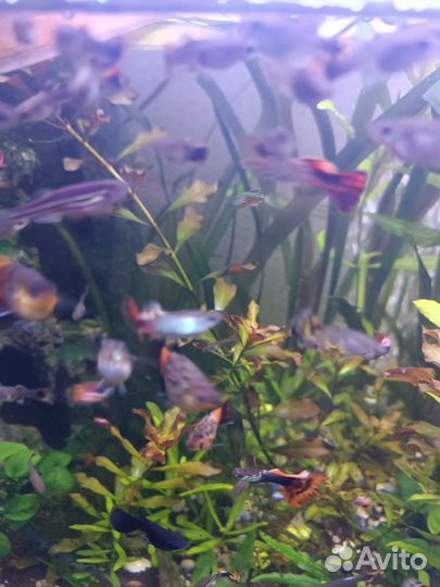 Рыбки гуппи и молинезии