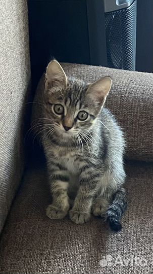 Оцикет котята