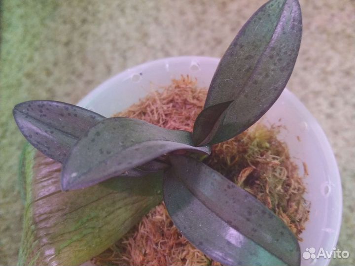 Орхидея фаленопсис