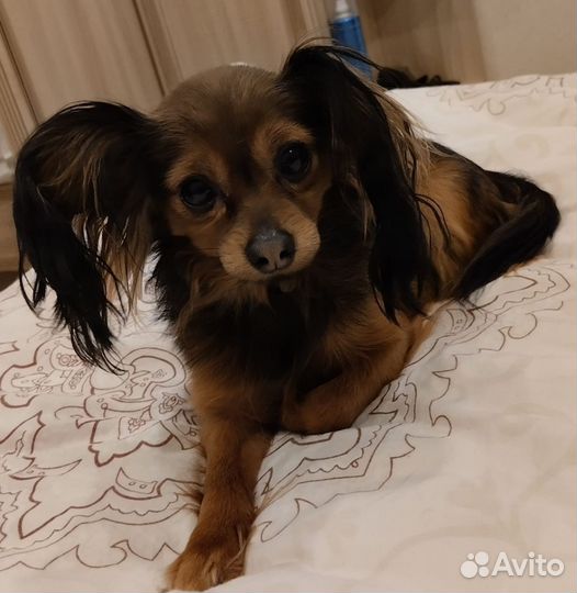 Вязка. Той-терьер