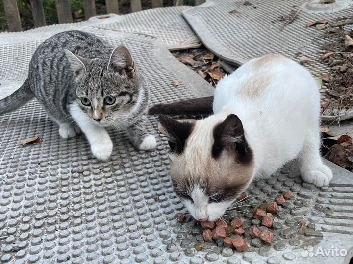 Котята в добрые руки