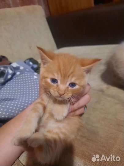 Котята