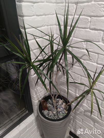 Комнатные цветы пальма