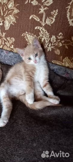 Котенок/котята в добрые руки