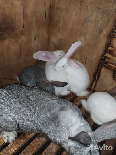 Продам кроликов