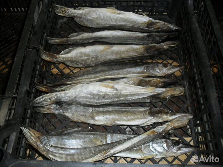 Сушеная Вяленая Рыбка (Тамбовская)