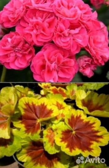 Пеларгония герань