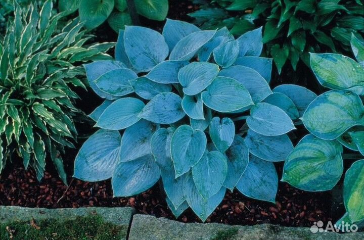 Хоста блю энждел Высота от 25см