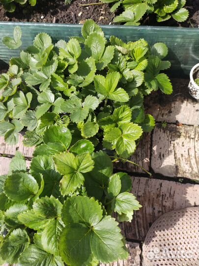 Рассада клубники Азия,Альба, Купчиха