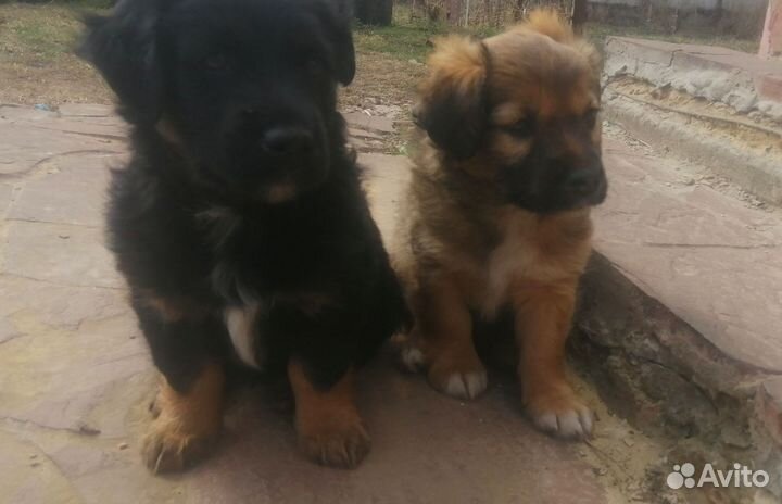 Щенки метис Джек рассела и дворняги