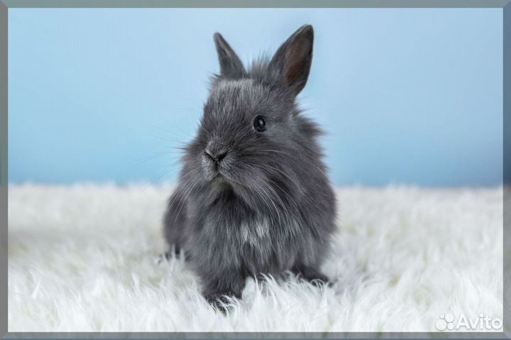 Кролик карликовый / Мини кролик