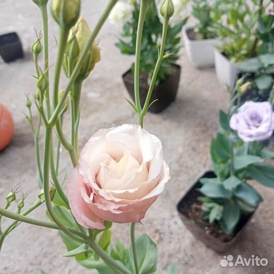 Эустома.Роза. Цветок в горшке